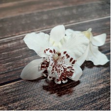 Головка Орхідеї біло-коричнева D-8 см.