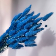Сухоцвіт Лагурус синій (100 шт.)