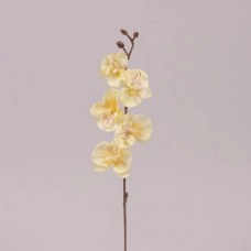 Квітка Орхідеї жовта