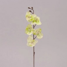 Квітка Орхідеї зелена