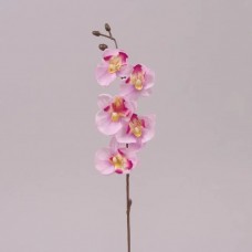 Квітка Орхідеї рожева