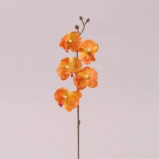 Квітка Орхідеї помаранчева